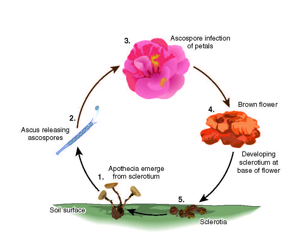 Petal Blight of Camellia